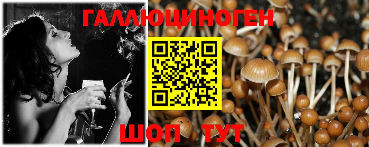 Псилоцибиновые грибы Psilocybine cubensis Бор
